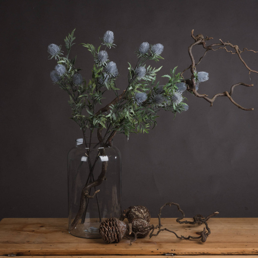 Eryngium Thistle