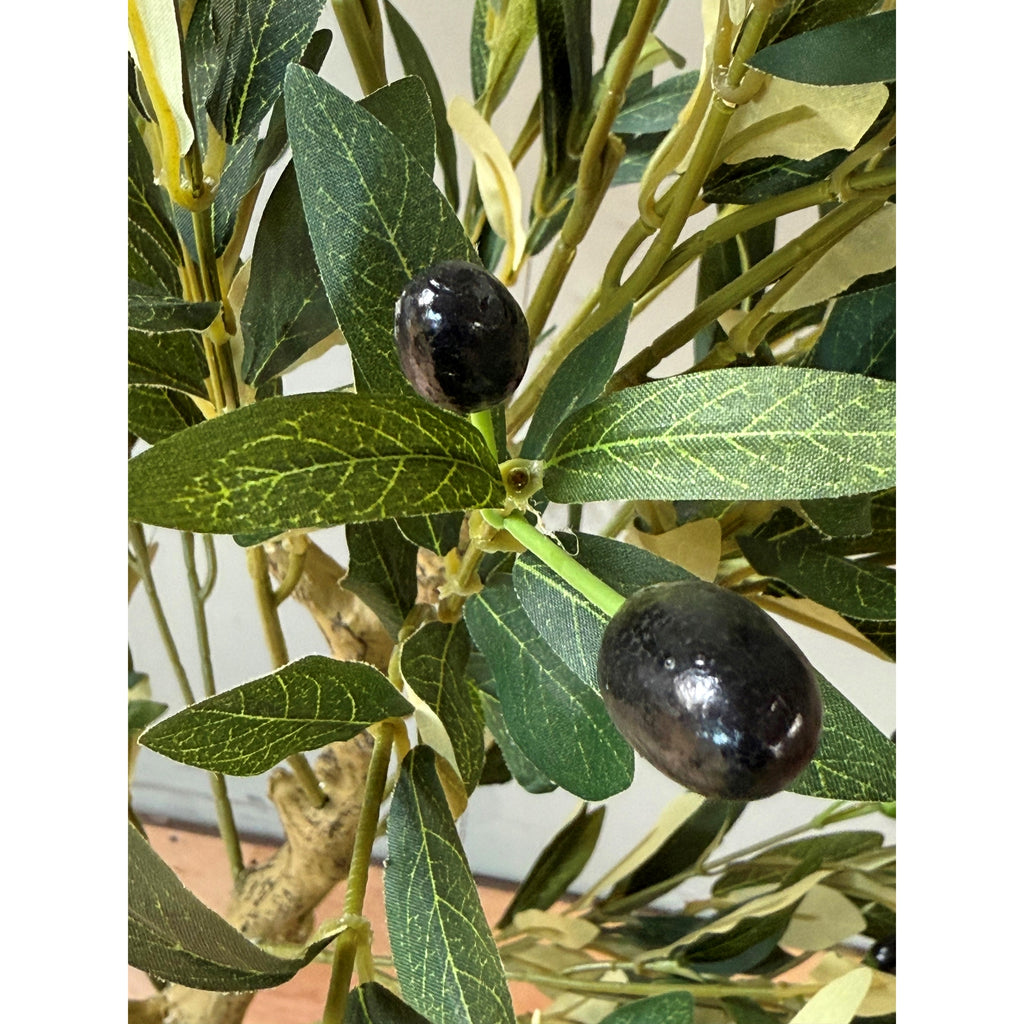 Calabria Tree Calabria Olive Tree – Fellbank Homeware