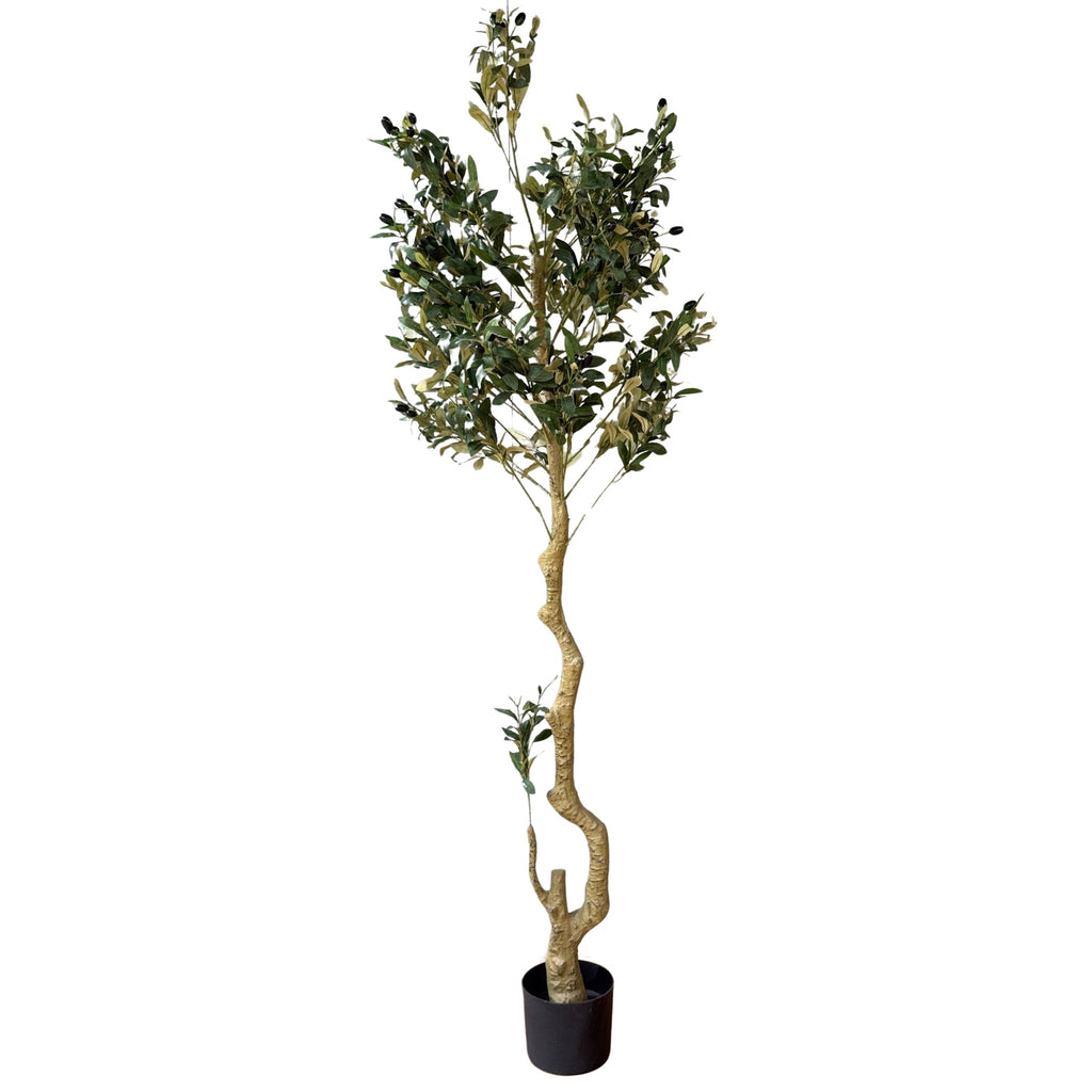 Calabria Large Olive Tree