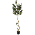Calabria Large Olive Tree